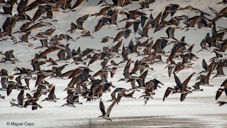 Rayadores al vuelo 01