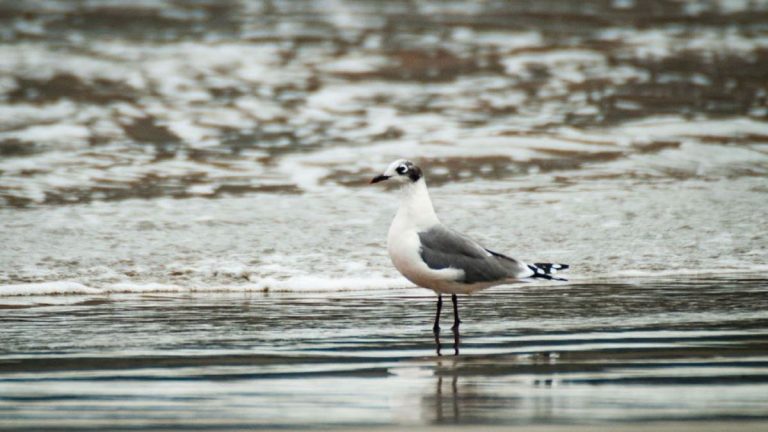 gaviota de Franklin 01