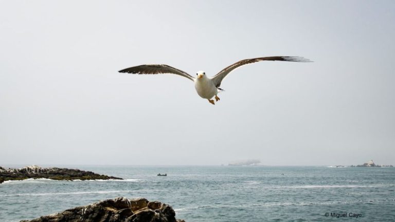 gaviota peruana al vuelo 01