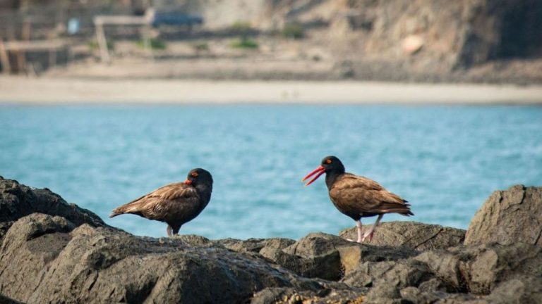 ostreros negruzcos 01
