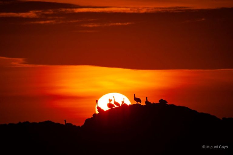 pelicanos en sunset