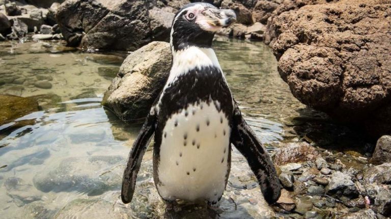 pinguino de Humboldt 01